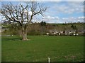 Tree west of Long Marton Road, Appleby