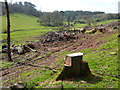 The Absence of Trees on the Approach to  Brixham  4 - Another sound oak tree brought to the ground