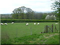 Sheep alongside Chiddingstone Road