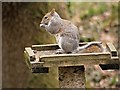 SD5714 : Squirrel in Yarrow Country Park by David Dixon
