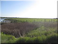 Reeds and Farmland