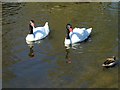 SD4314 : Black-Necked Swans, Martin Mere Wetland Centre by David Dixon