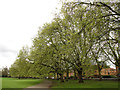 TQ3678 : Plane trees, Deptford Park by Stephen Craven
