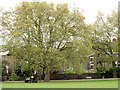 Grass cutting, Deptford Park