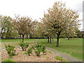 Spring blossom, Deptford Park