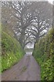 Mid Devon : Country Lane