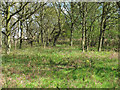 Woodland near Deep Fleet, Stour Estuary