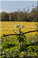 TQ2997 : Giant Hogweed with Oilseed Rape in Trent Park, Cockfosters, Hertfordshire by Christine Matthews