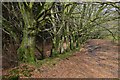 Trees beside the cycle track