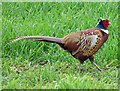 TA0610 : Pheasant in Wheat Field by David Wright