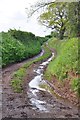 East Devon : Muddy Track