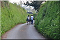 East Devon : Country Lane