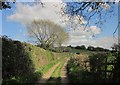 SE2864 : Ripon Rowel Walk near Markington by Derek Harper