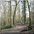 Walking in Walkwood Coppice, Walkwood, Redditch