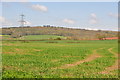 East Devon : Grassy Field