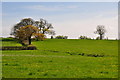 SY0197 : East Devon : Grassy Field by Lewis Clarke