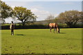 East Devon : Grassy Field & Horses
