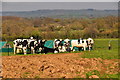 East Devon : Cattle Grazing