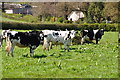 East Devon : Cattle Grazing