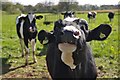 East Devon : Cattle Grazing