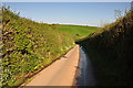 East Devon : Country Lane