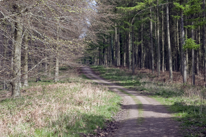 Serridge Green, Forest of Dean © Stuart Wilding cc-by-sa/2.0 ...