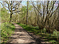 Track through West Dean Woods