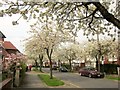 Cherry trees, Harrogate