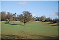 Tree in a field