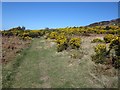 NU0535 : Grassy footpath on Greensheen Hill by Graham Robson