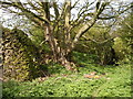 SE9790 : Lime kiln and ancient tree, Greygate Slack by Christopher Hall