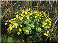 Kingcups on the Forth and Clyde Canal