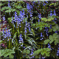 Bluebells