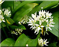 Wild garlic, Cherryvalley, Belfast (April 2014)