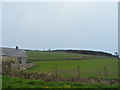 Wood on Mynydd Cefnamwlch