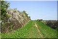 Blackthorn on the Byway