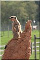 SE6301 : Yorkshire Wildlife Park: Meerkat Manor by Graham Hogg