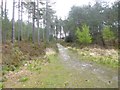 Gore Heath, forestry track