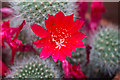TQ3498 : Cactus Flower, Myddelton House, Enfield by Christine Matthews
