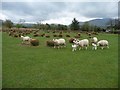NY2234 : Ewes and lambs at High Bewaldeth [1] by Christine Johnstone