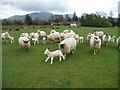 NY2234 : Ewes and lambs at High Bewaldeth [2] by Christine Johnstone