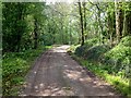 Track through Cuerdale Wood