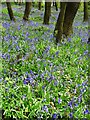 Bluebell Time in West Wood (II)