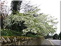NZ2161 : Flowering Cherry Tree, Chase Park by Alex McGregor
