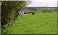 Cattle at Haddockstones