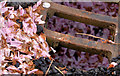 Cherry blossom and drain, Belfast