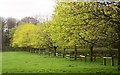 Trees by the Ripon Rowel Walk