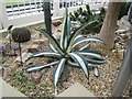 Succulent plants and cacti, Sheffield Botanical Gardens