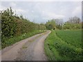 Lane to Portman Farm