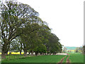 Tree-lined avenue at Dalton Fields